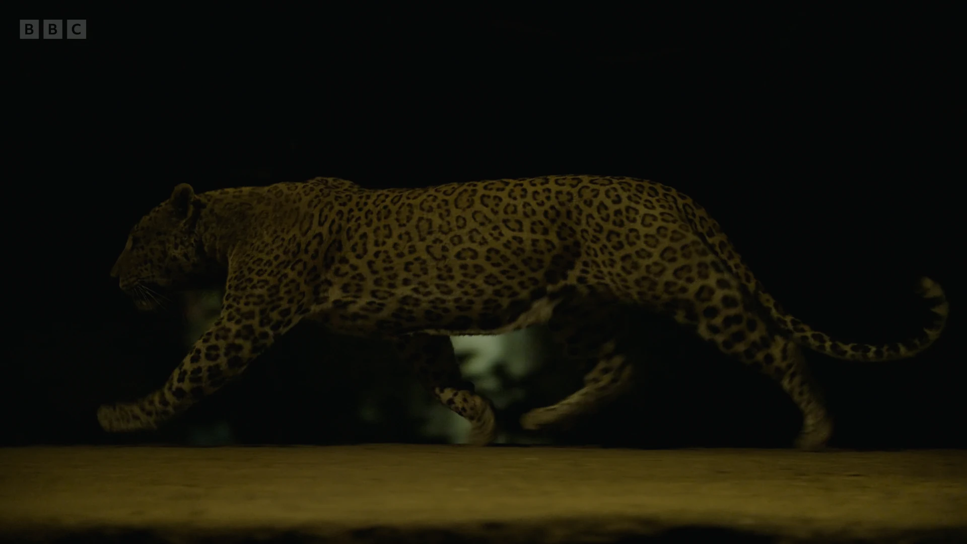 Indian leopard (Panthera pardus fuscus) as shown in Planet Earth II - Cities
